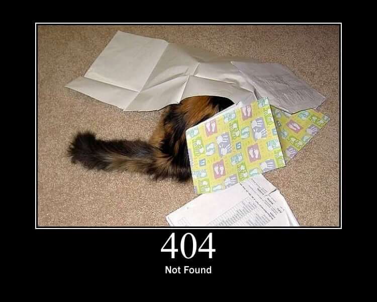 404 cat.
